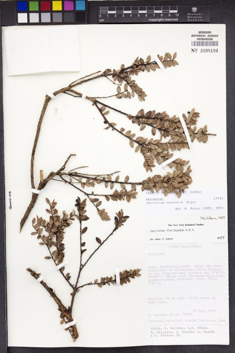 Vaccinium reptans photo 6