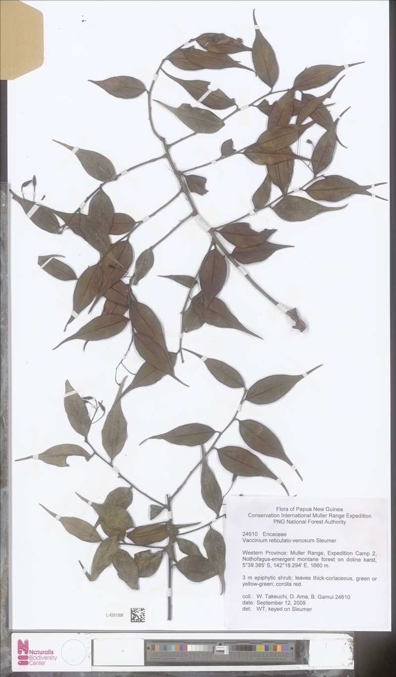 Vaccinium reticulatovenosum