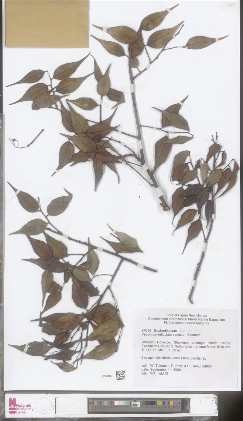 Vaccinium reticulatovenosum photo 2