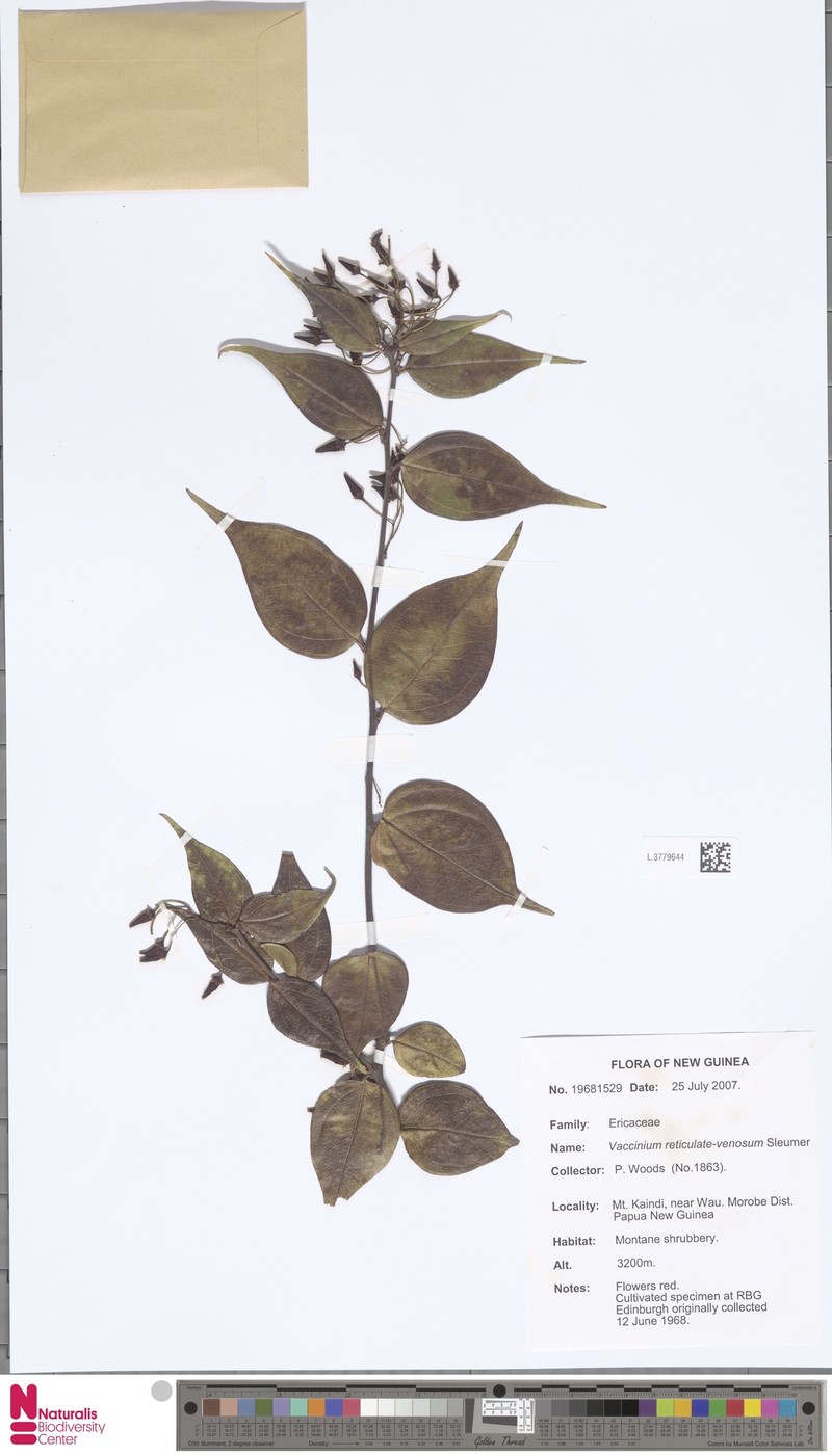 Vaccinium reticulatovenosum photo 3