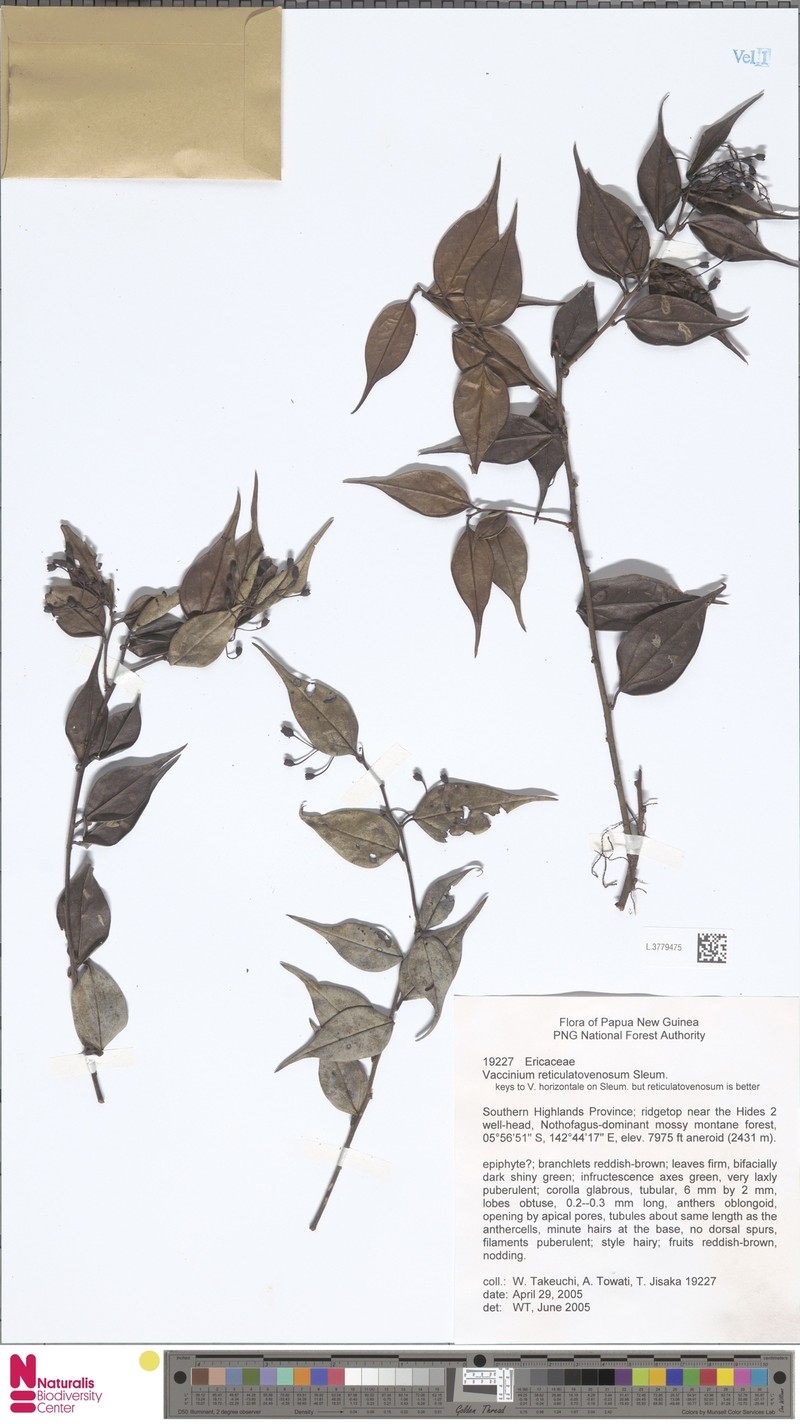 Vaccinium reticulatovenosum photo 4