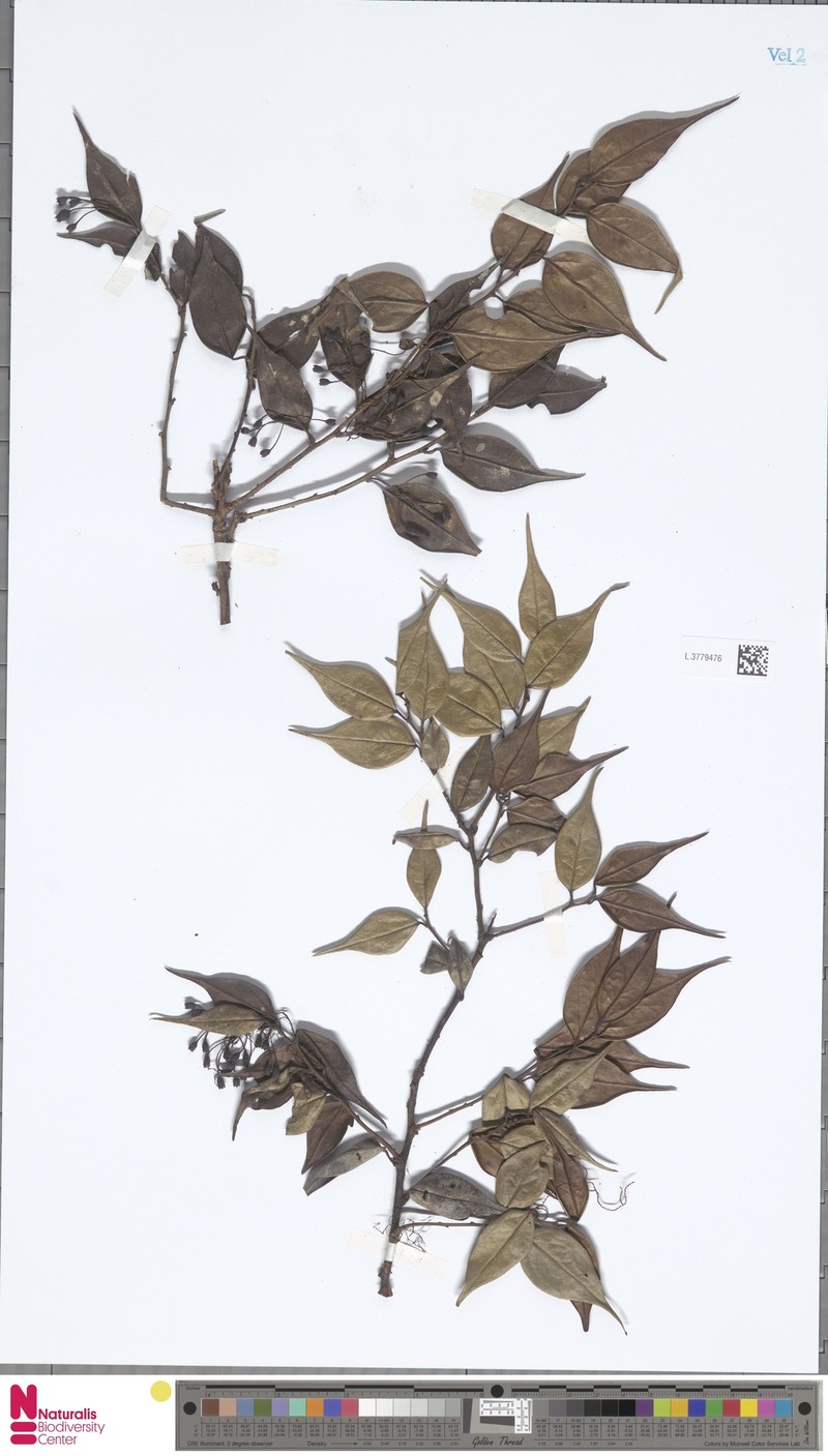 Vaccinium reticulatovenosum photo 5