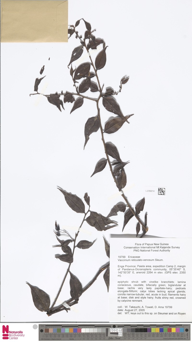 Vaccinium reticulatovenosum photo 6