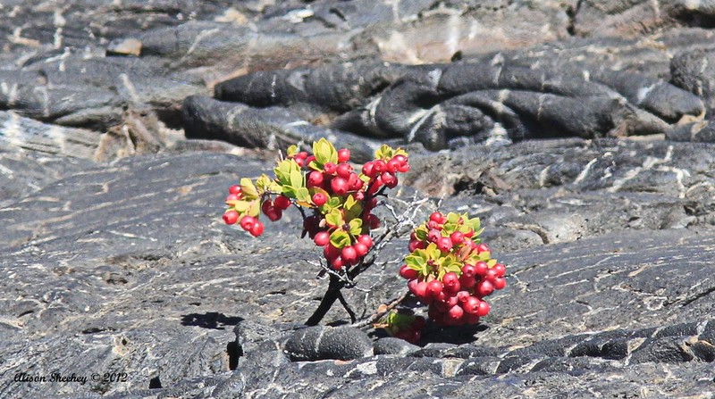 Ohelo 'Ai photo 3