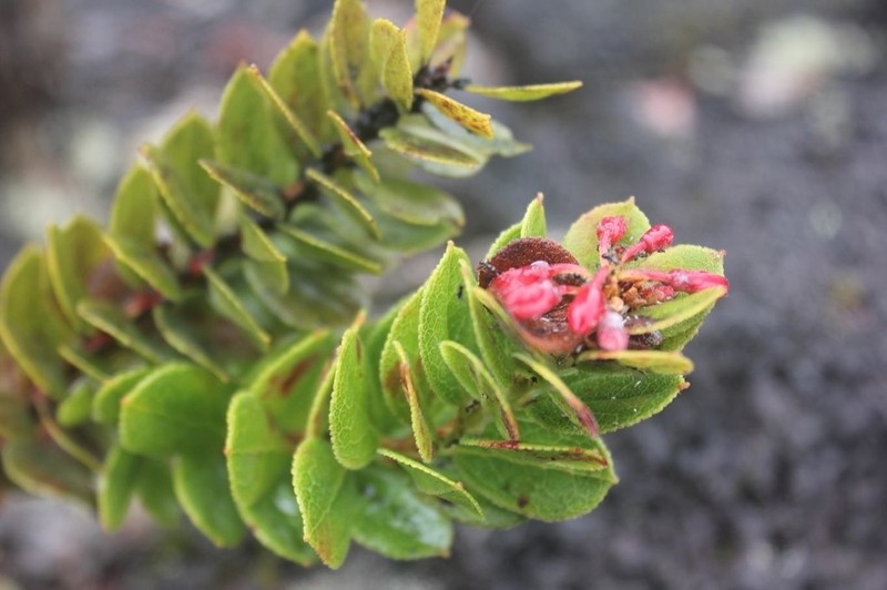 Ohelo 'Ai photo 6
