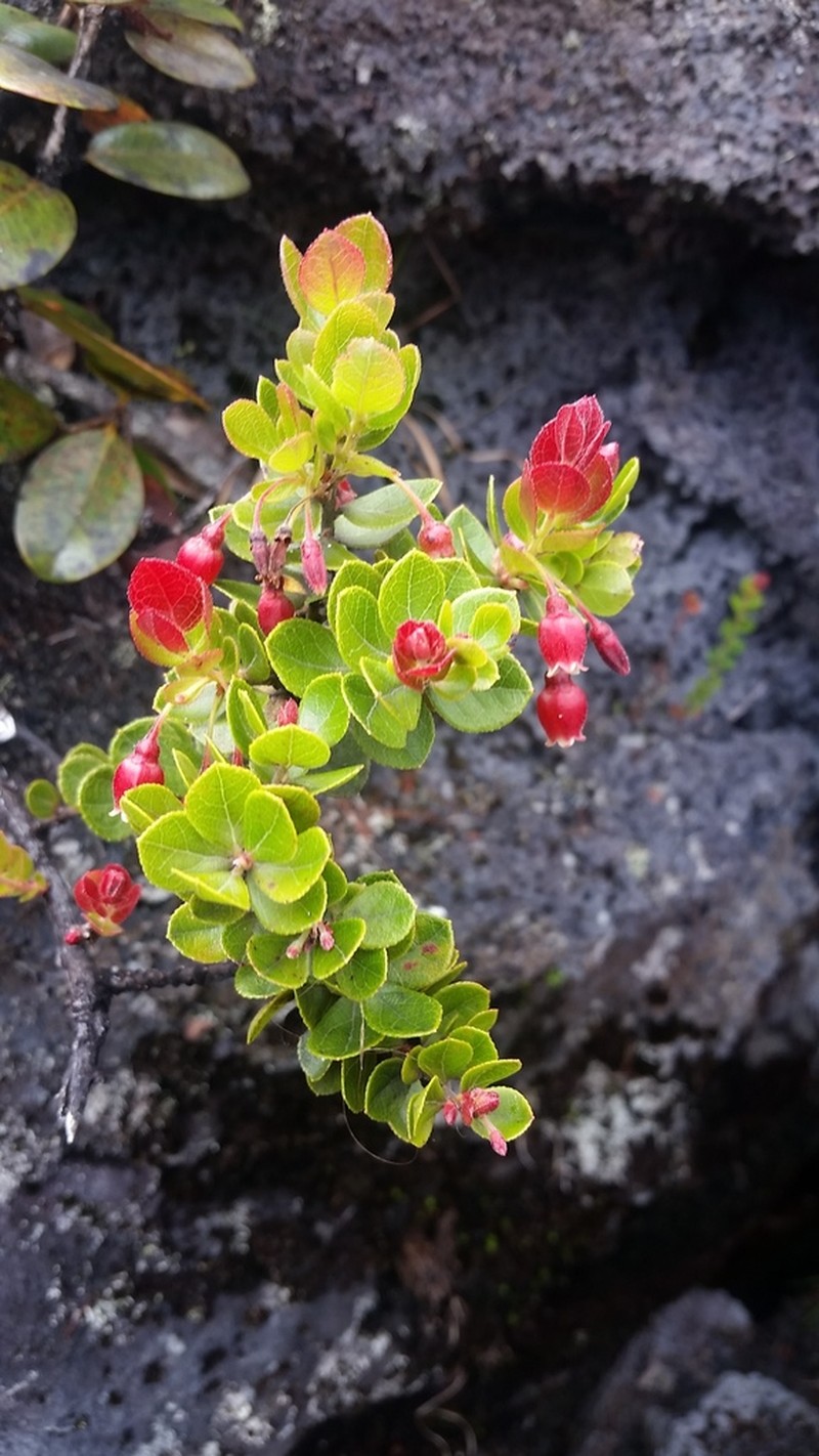 Ohelo 'Ai photo 7