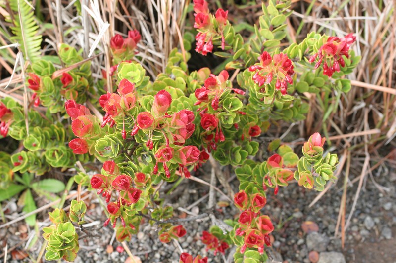 Ohelo 'Ai photo 5