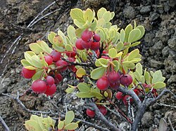 Ohelo 'Ai