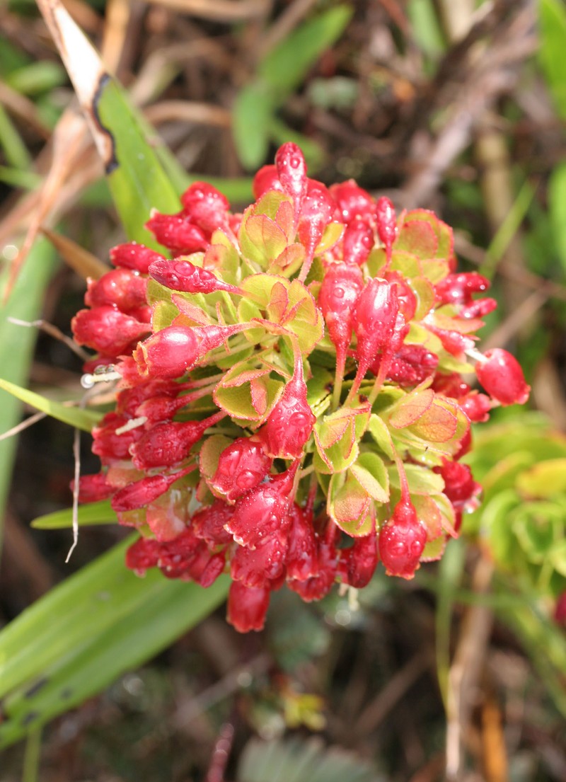 Ohelo 'Ai photo 2