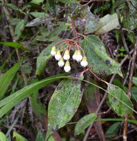 Vaccinium retivenium
