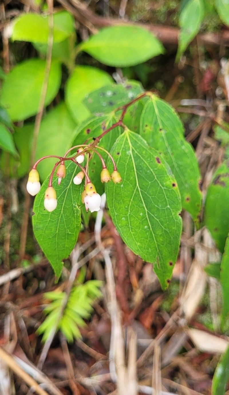 Vaccinium retivenium photo 2