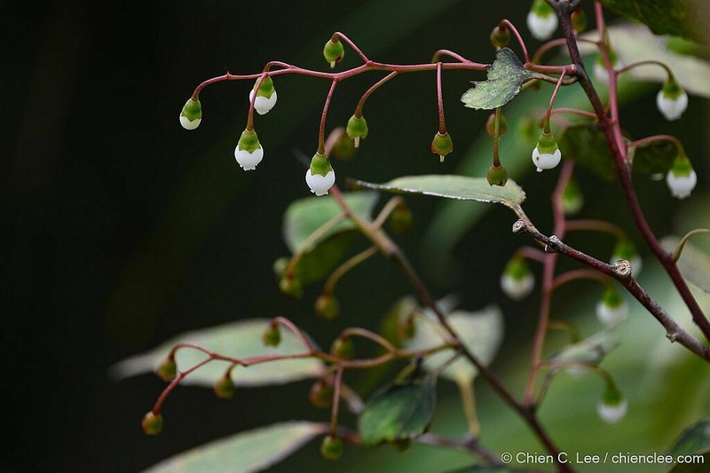 Vaccinium retivenium photo 3