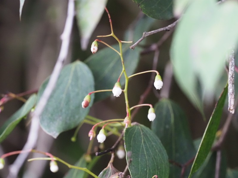Vaccinium retivenium photo 4