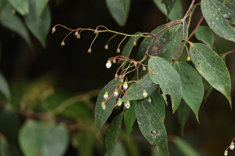 Vaccinium retivenium photo 5