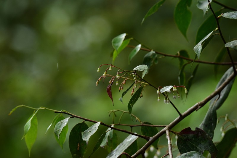Vaccinium retivenium photo 6