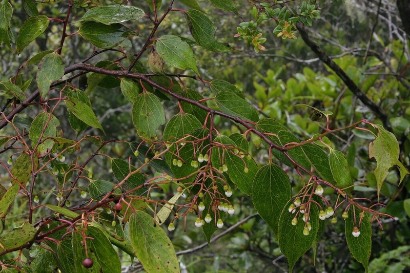 Vaccinium retivenium photo 7