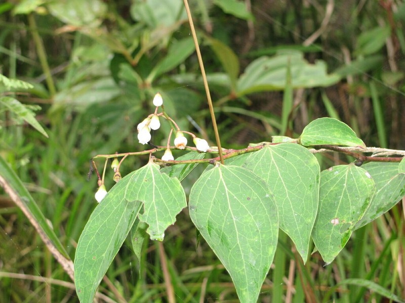 Vaccinium retivenium photo 8