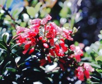 Vaccinium retusifolium