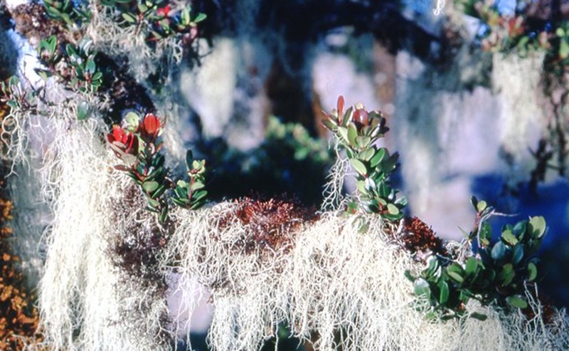 Vaccinium retusifolium photo 2