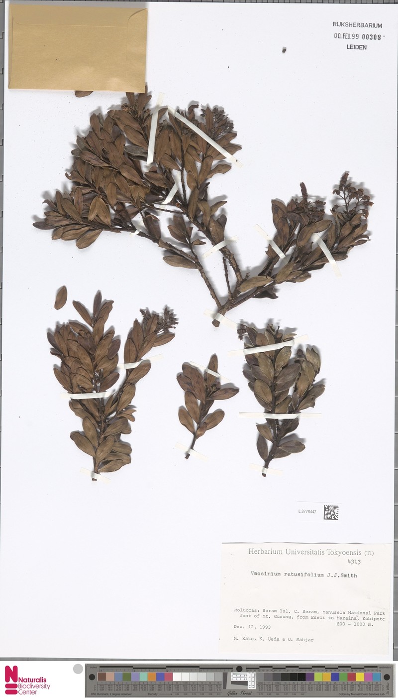 Vaccinium retusifolium photo 5