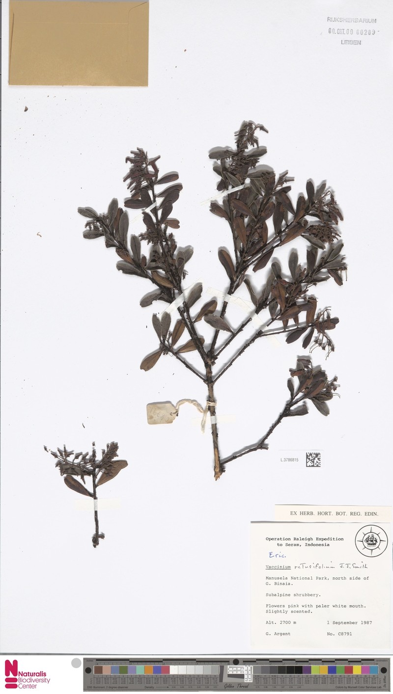 Vaccinium retusifolium photo 6