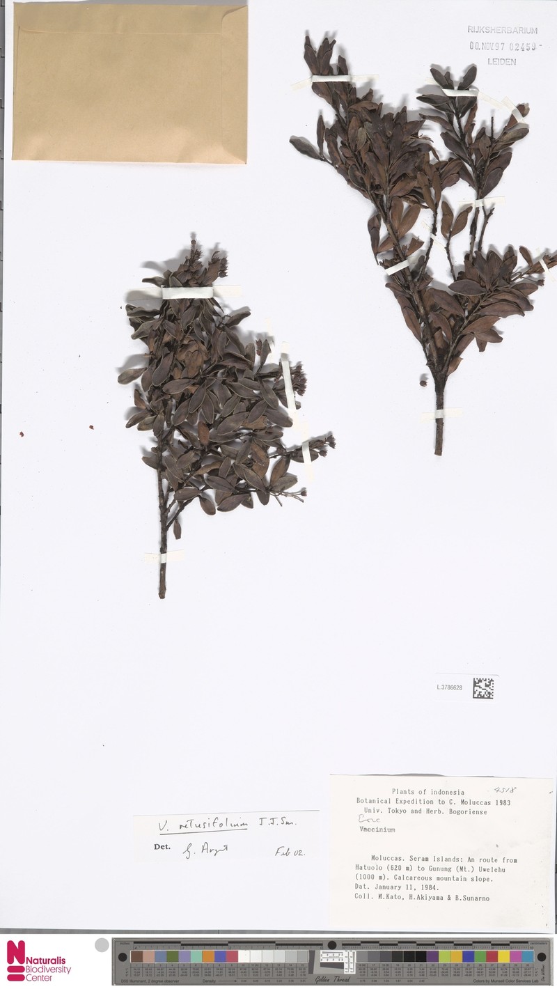 Vaccinium retusifolium photo 7