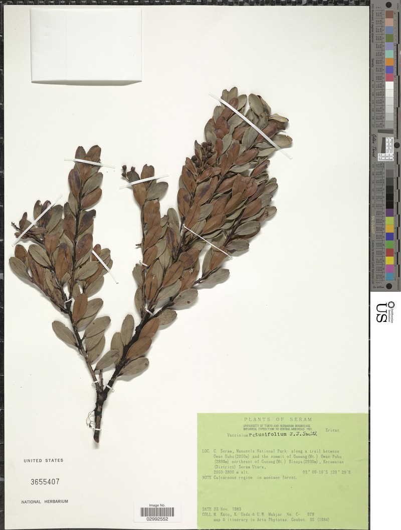 Vaccinium retusifolium photo 8