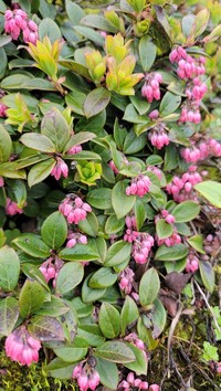 Vaccinium retusum