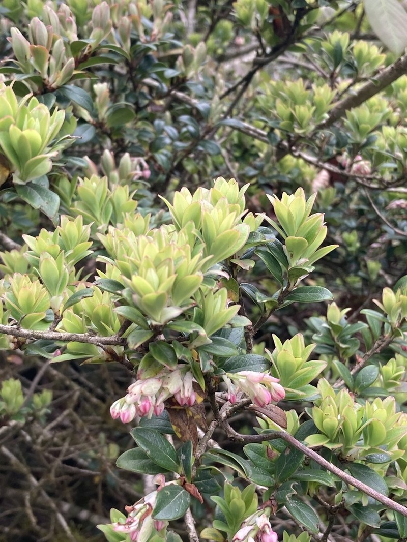 Vaccinium retusum photo 2