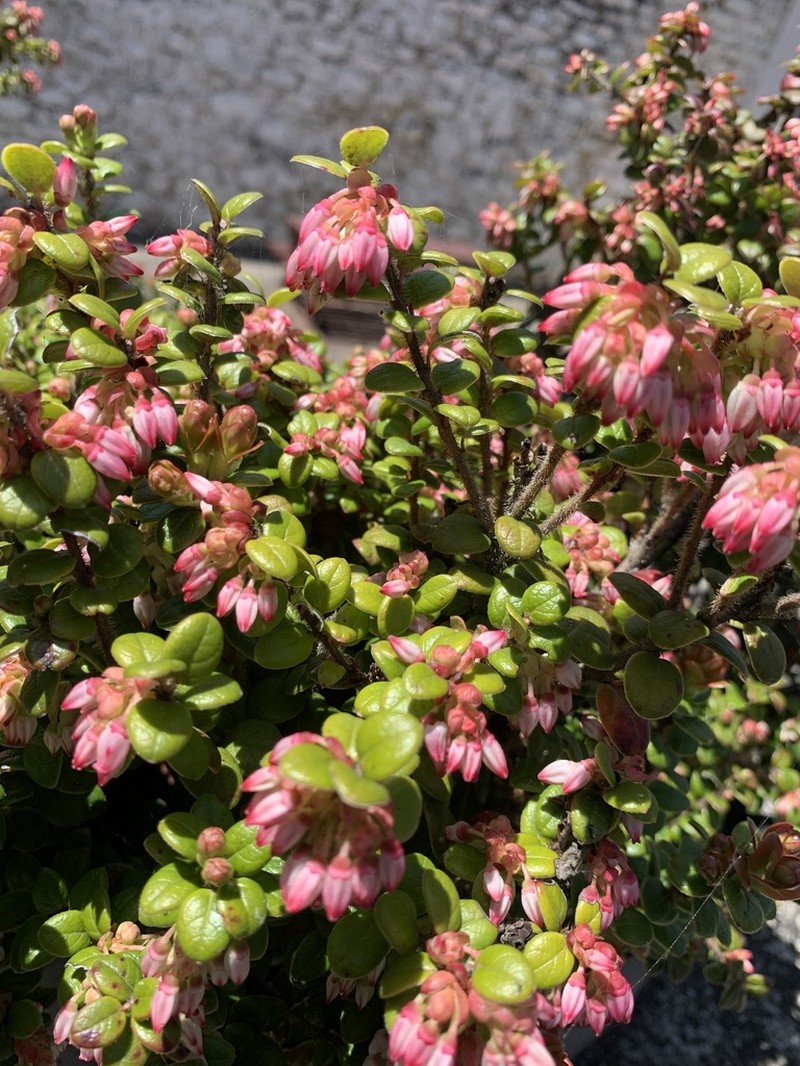 Vaccinium retusum photo 3