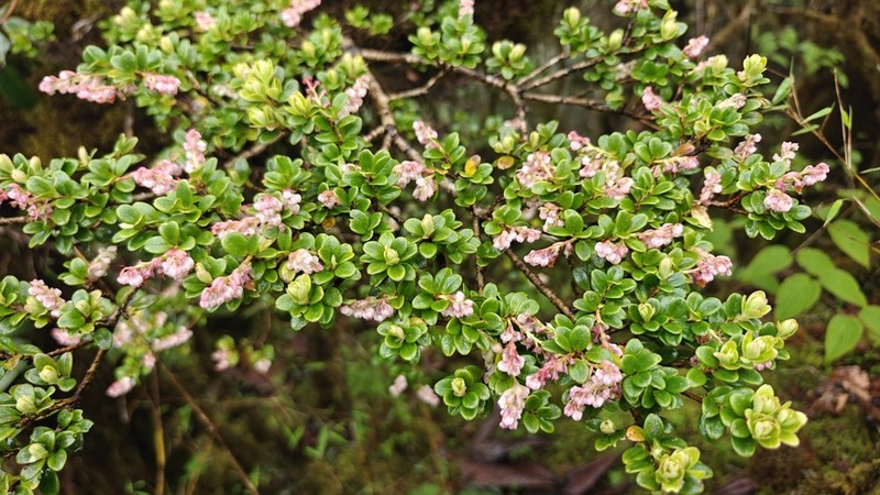 Vaccinium retusum photo 4