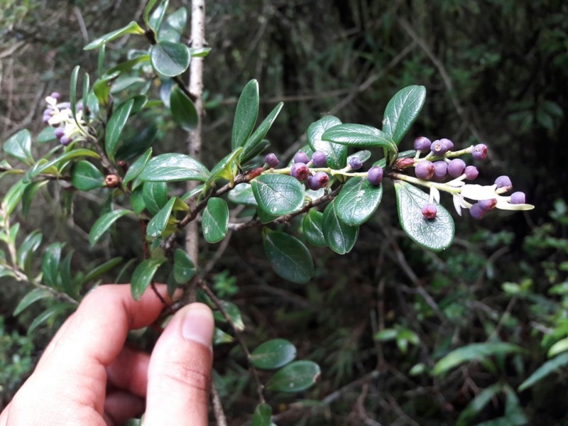 Vaccinium retusum photo 5