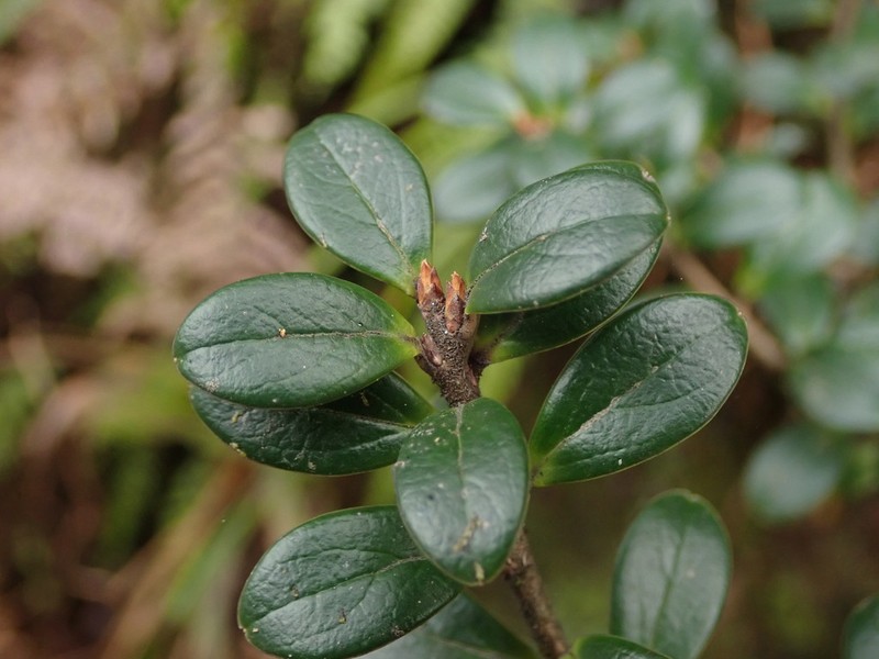 Vaccinium retusum photo 6