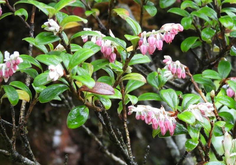 Vaccinium retusum photo 7