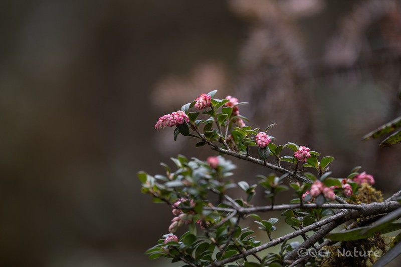 Vaccinium retusum photo 8