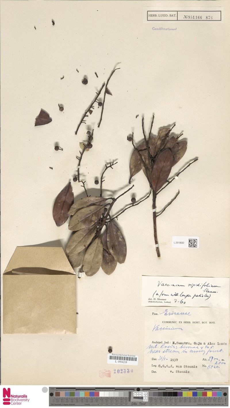 Vaccinium rigidifolium