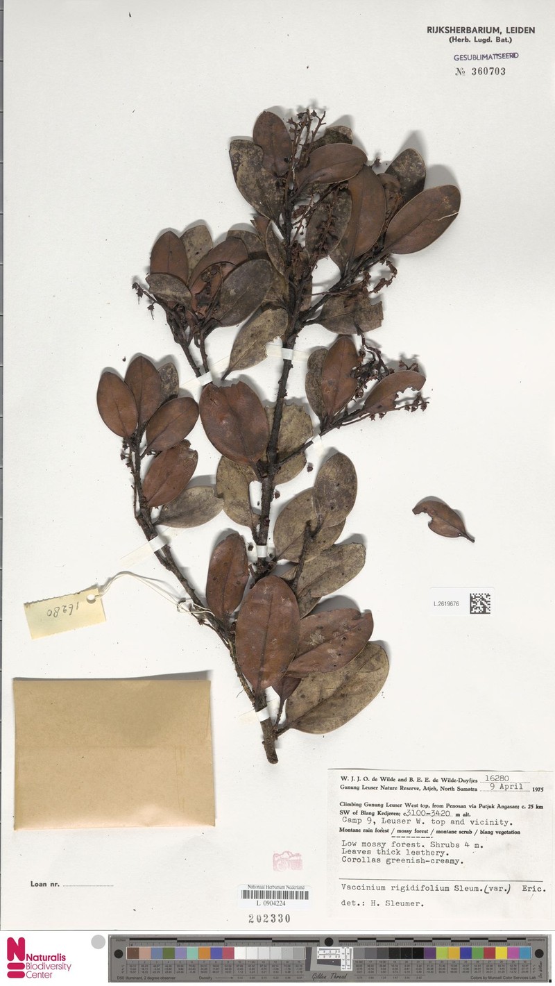 Vaccinium rigidifolium photo 2