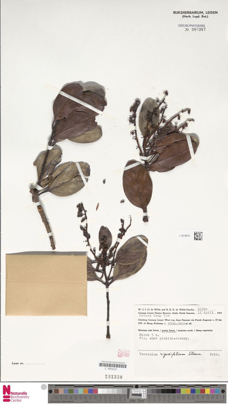 Vaccinium rigidifolium photo 3