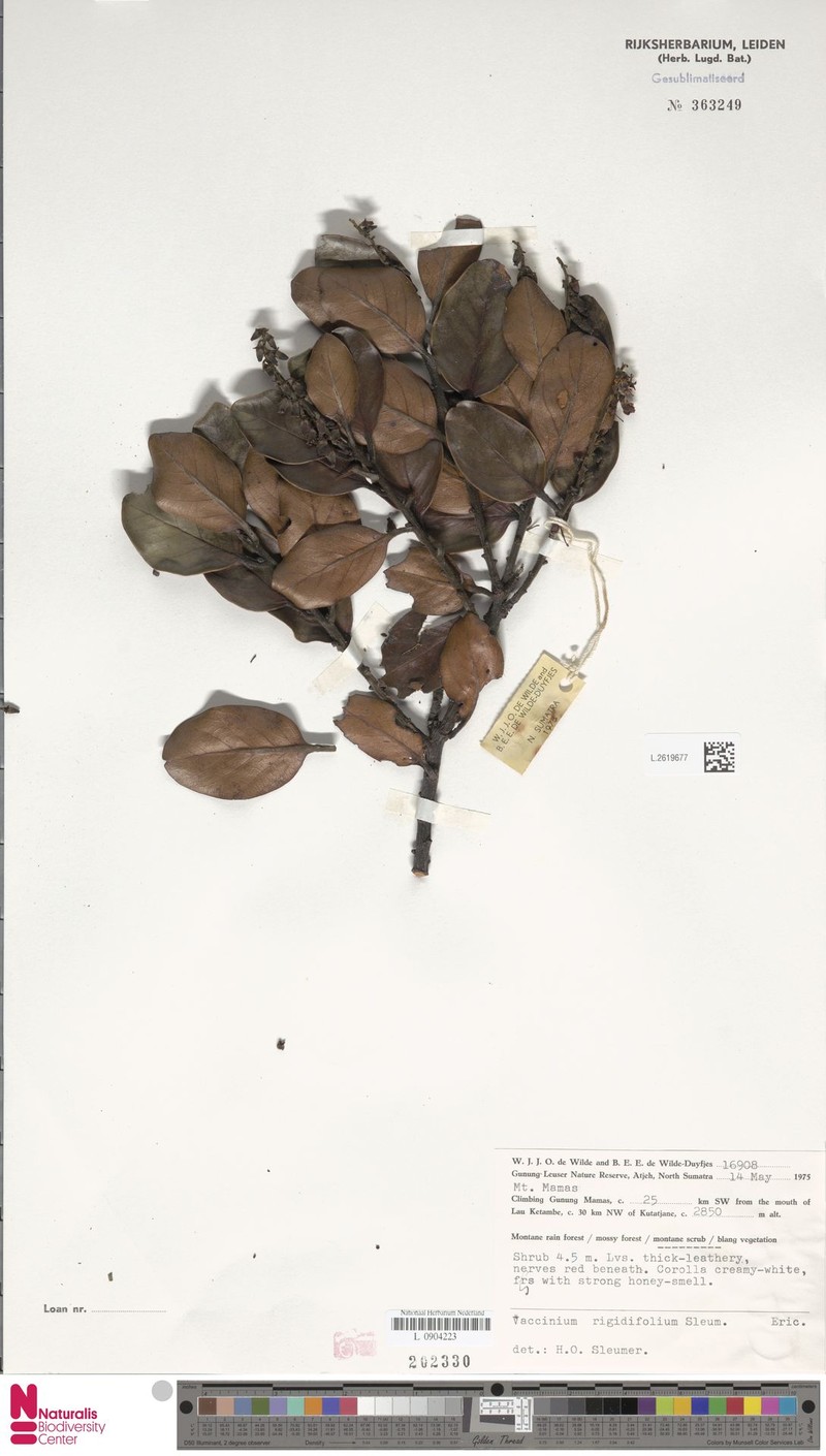 Vaccinium rigidifolium photo 4