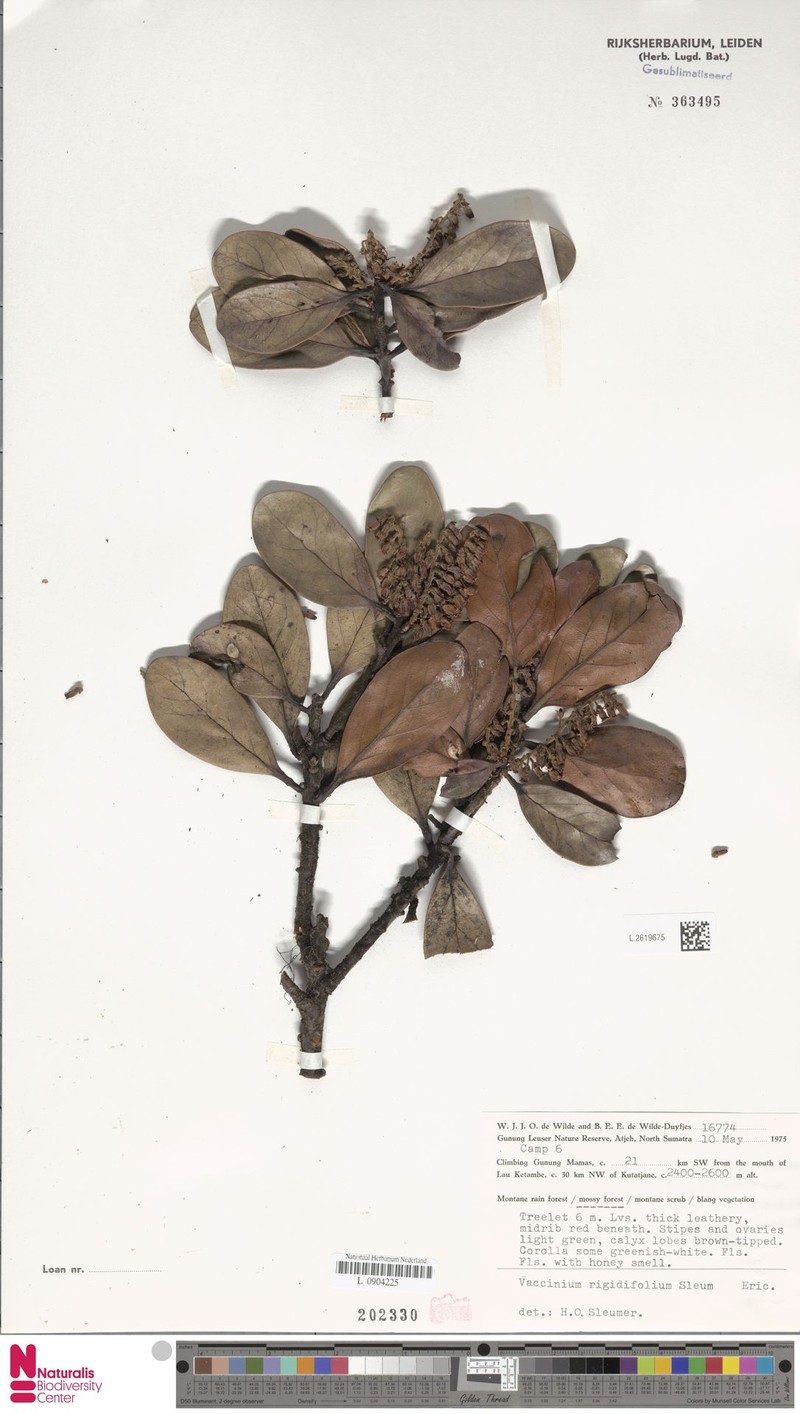 Vaccinium rigidifolium photo 5