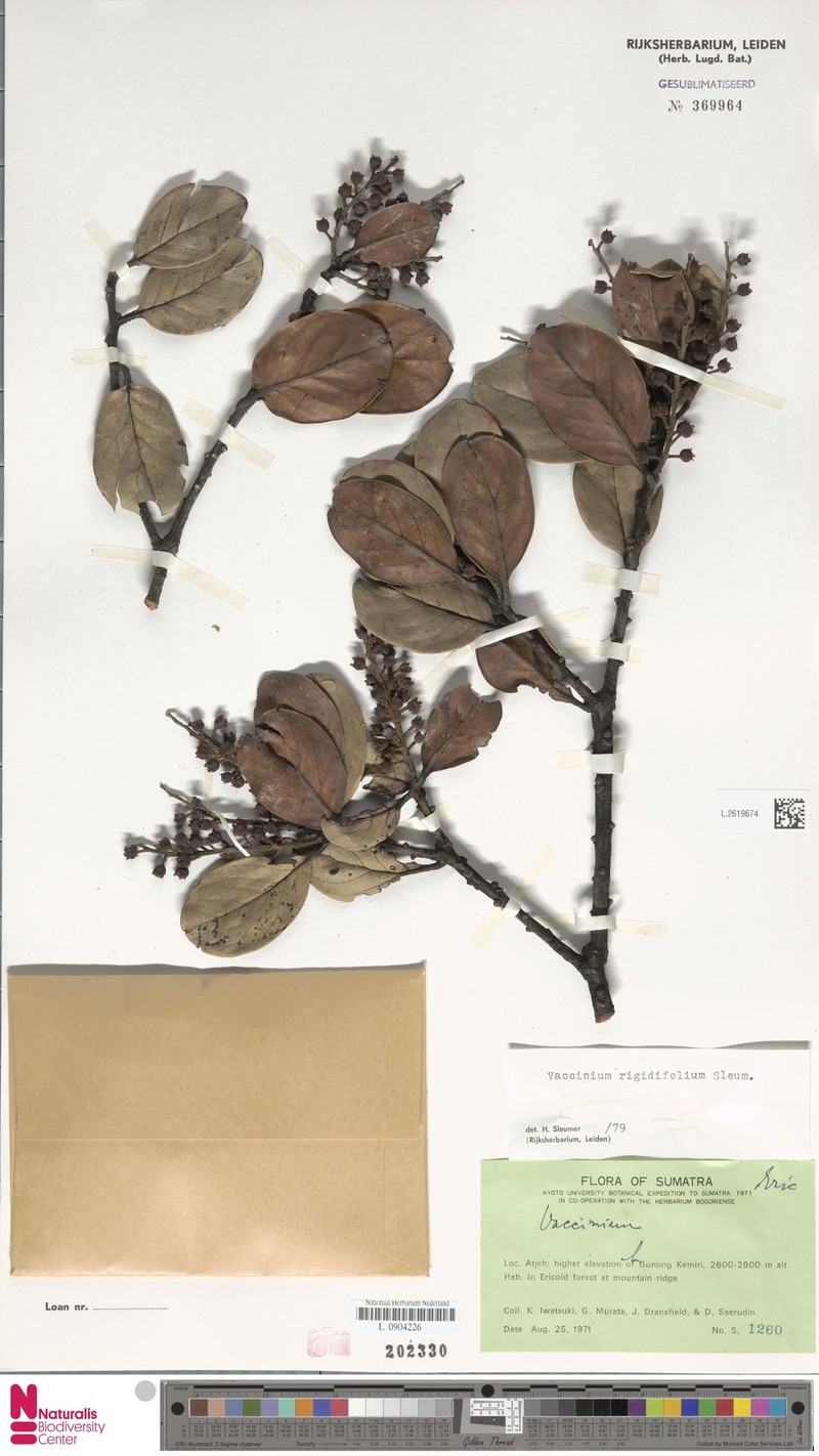 Vaccinium rigidifolium photo 6