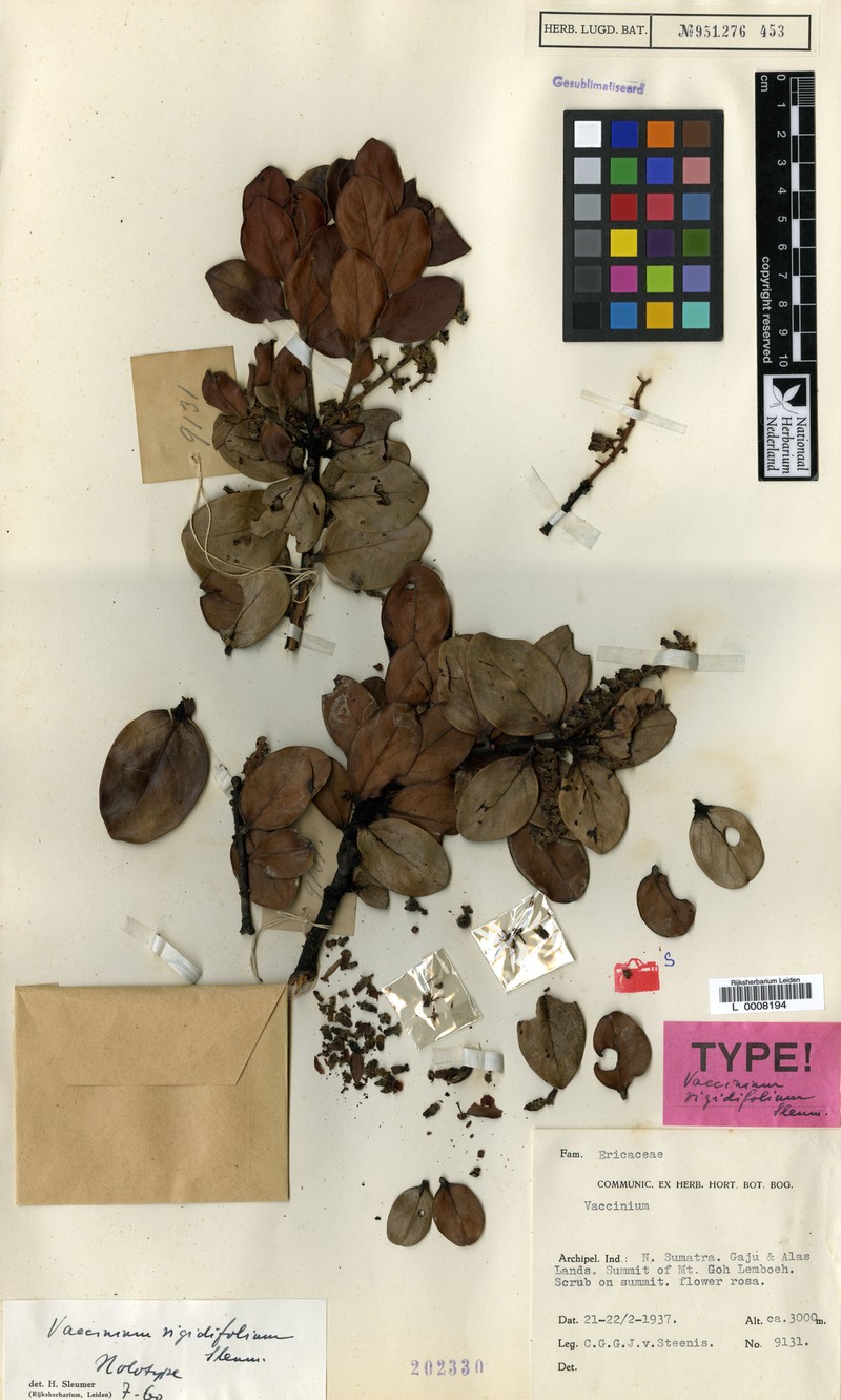 Vaccinium rigidifolium photo 7