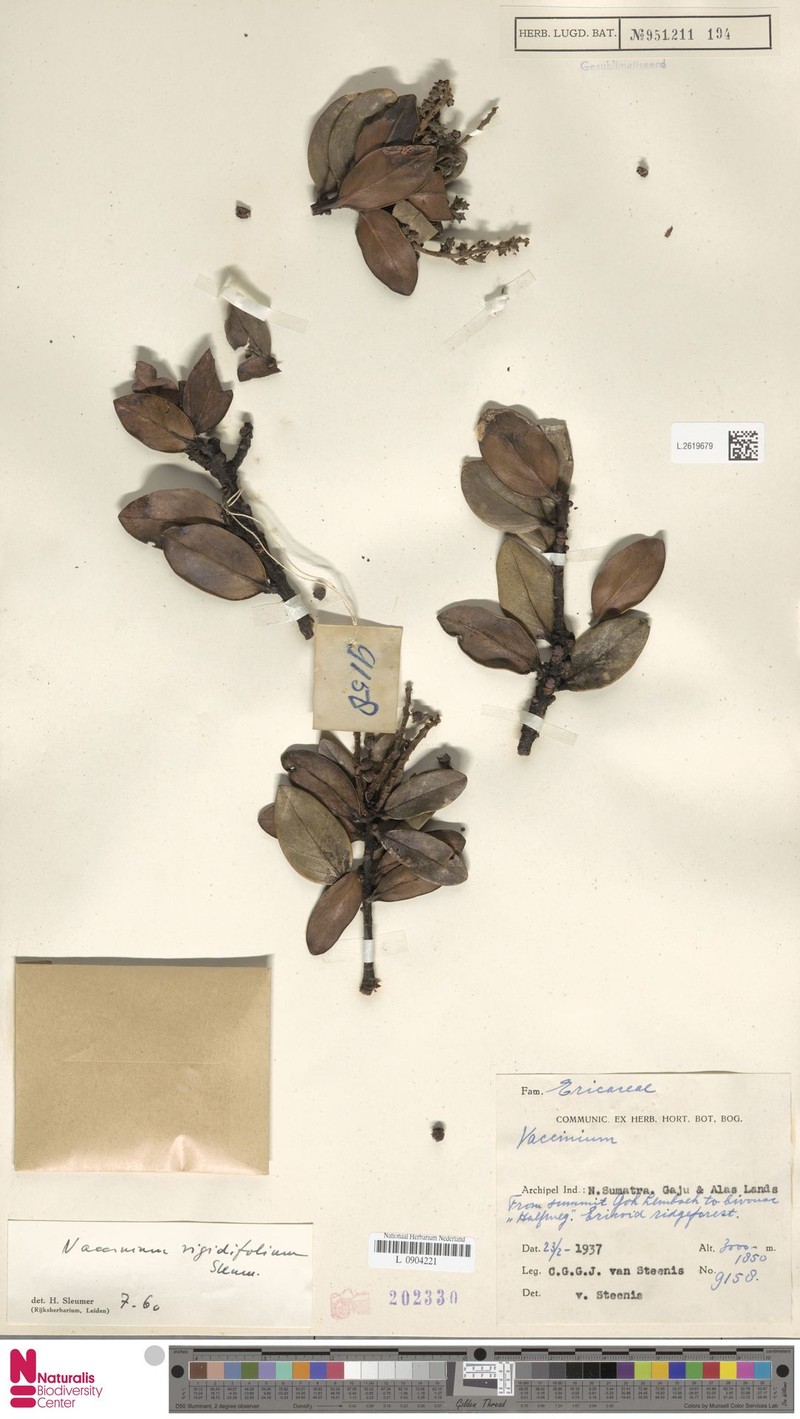 Vaccinium rigidifolium photo 8