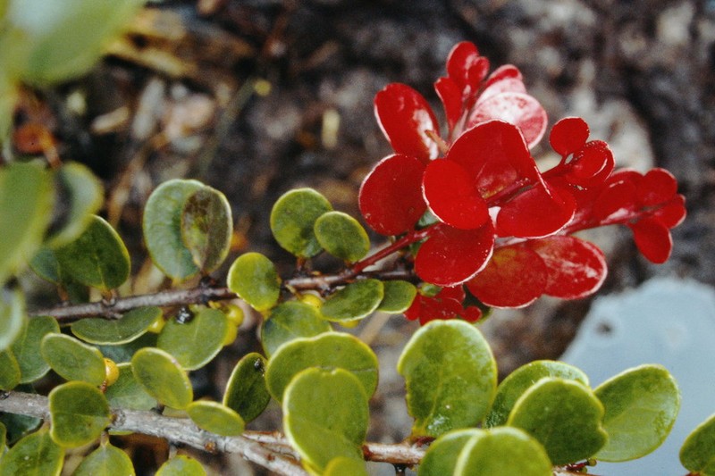 Vaccinium roraimense