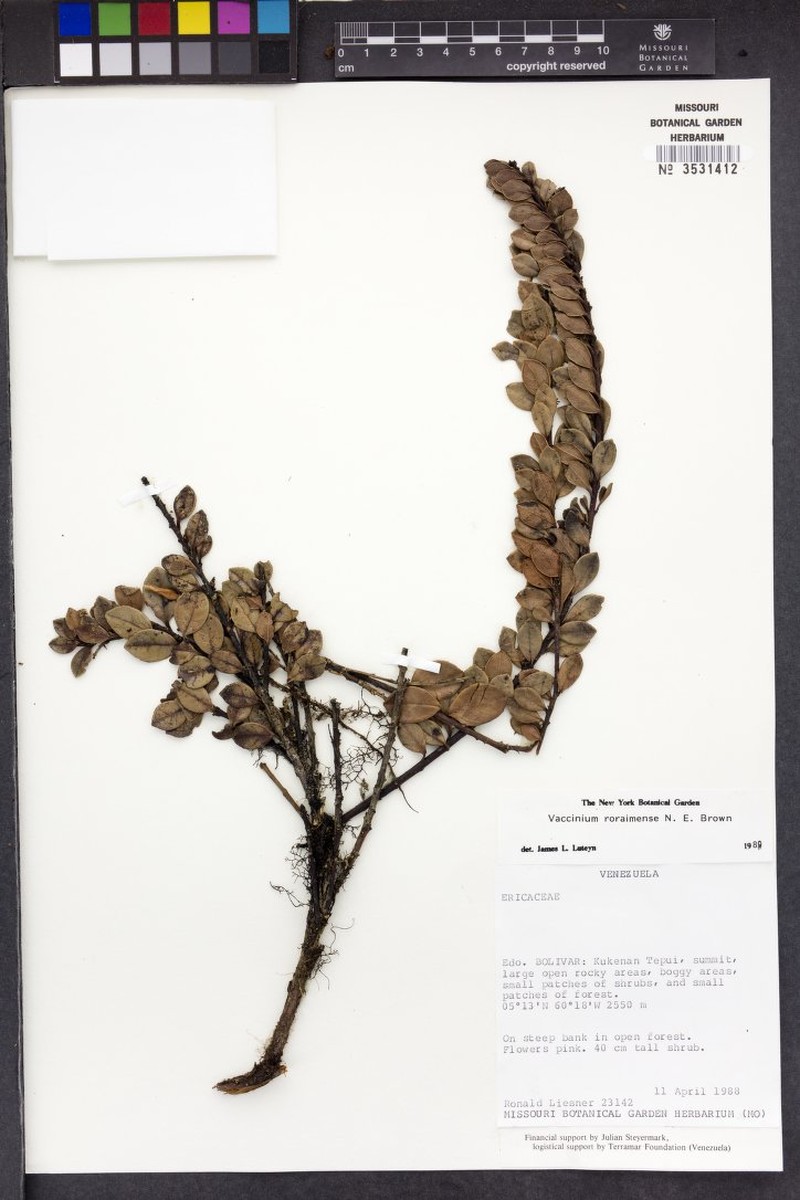Vaccinium roraimense photo 3
