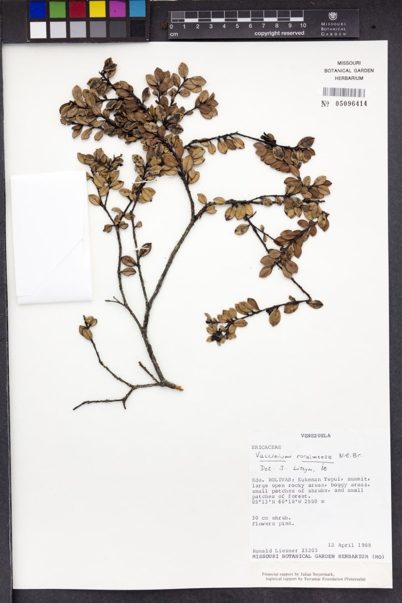 Vaccinium roraimense photo 4