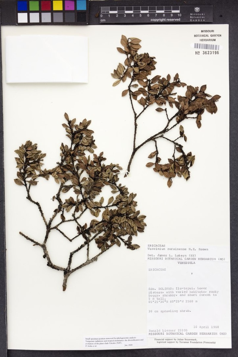 Vaccinium roraimense photo 5