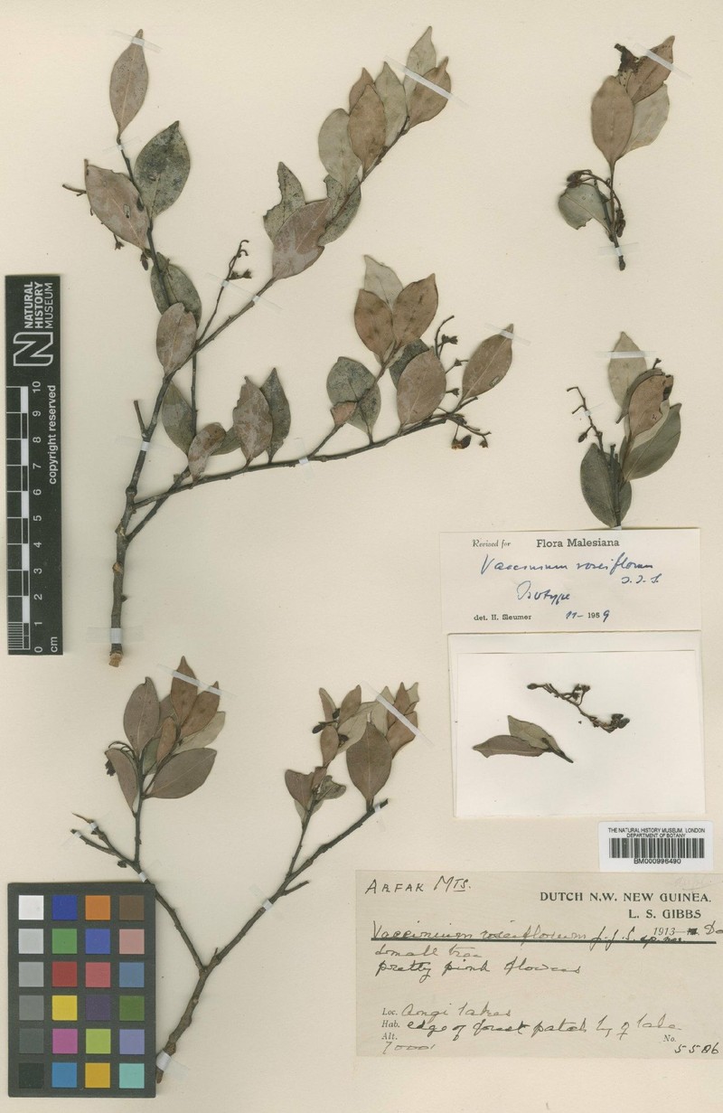 Vaccinium roseiflorum