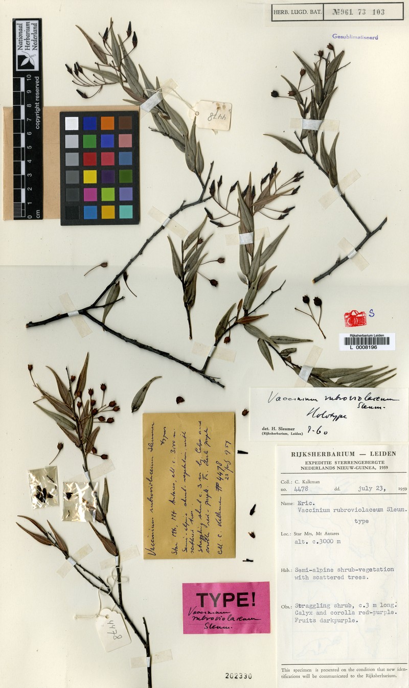Vaccinium rubroviolaceum
