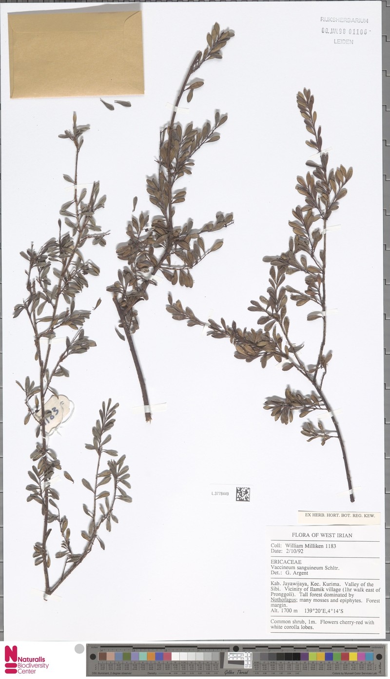 Vaccinium sanguineum